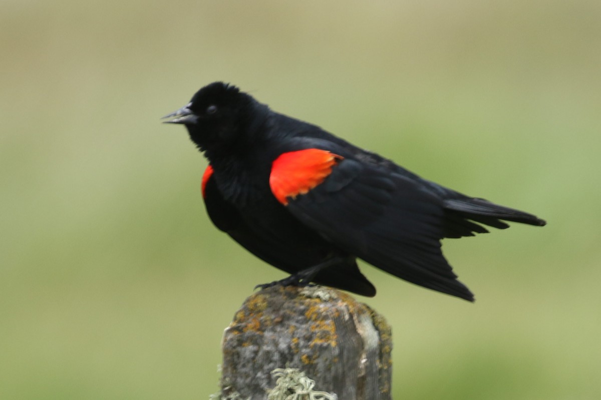 Red-winged Blackbird - Sandi Pensinger