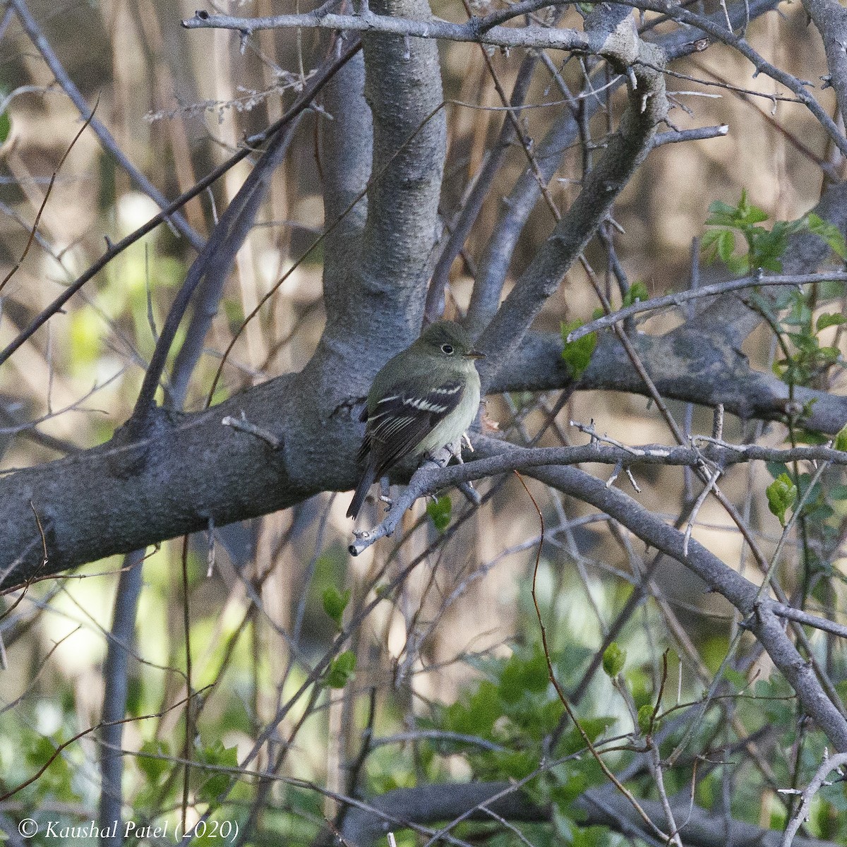 Yellow-bellied Flycatcher - ML234317931