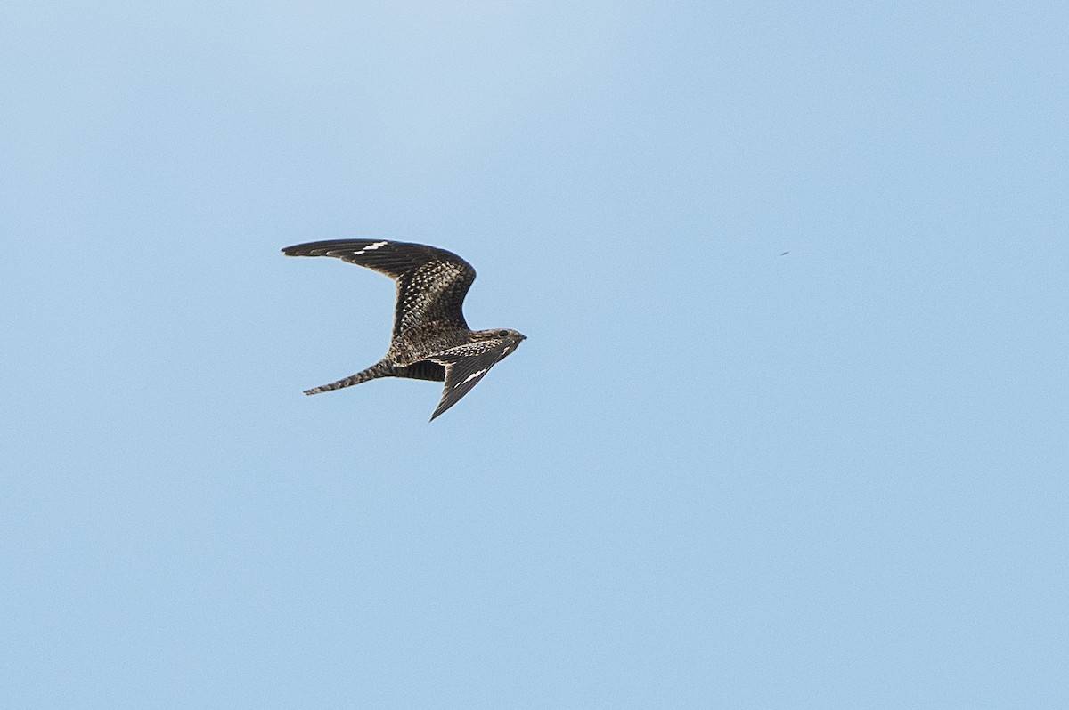 Common Nighthawk - T. Jay Adams