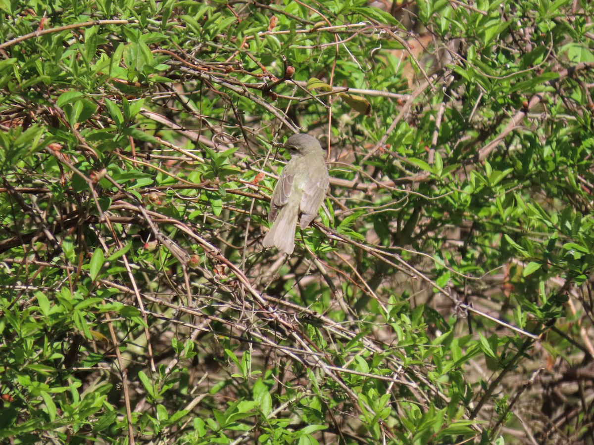 Warbling Vireo - ML234320751