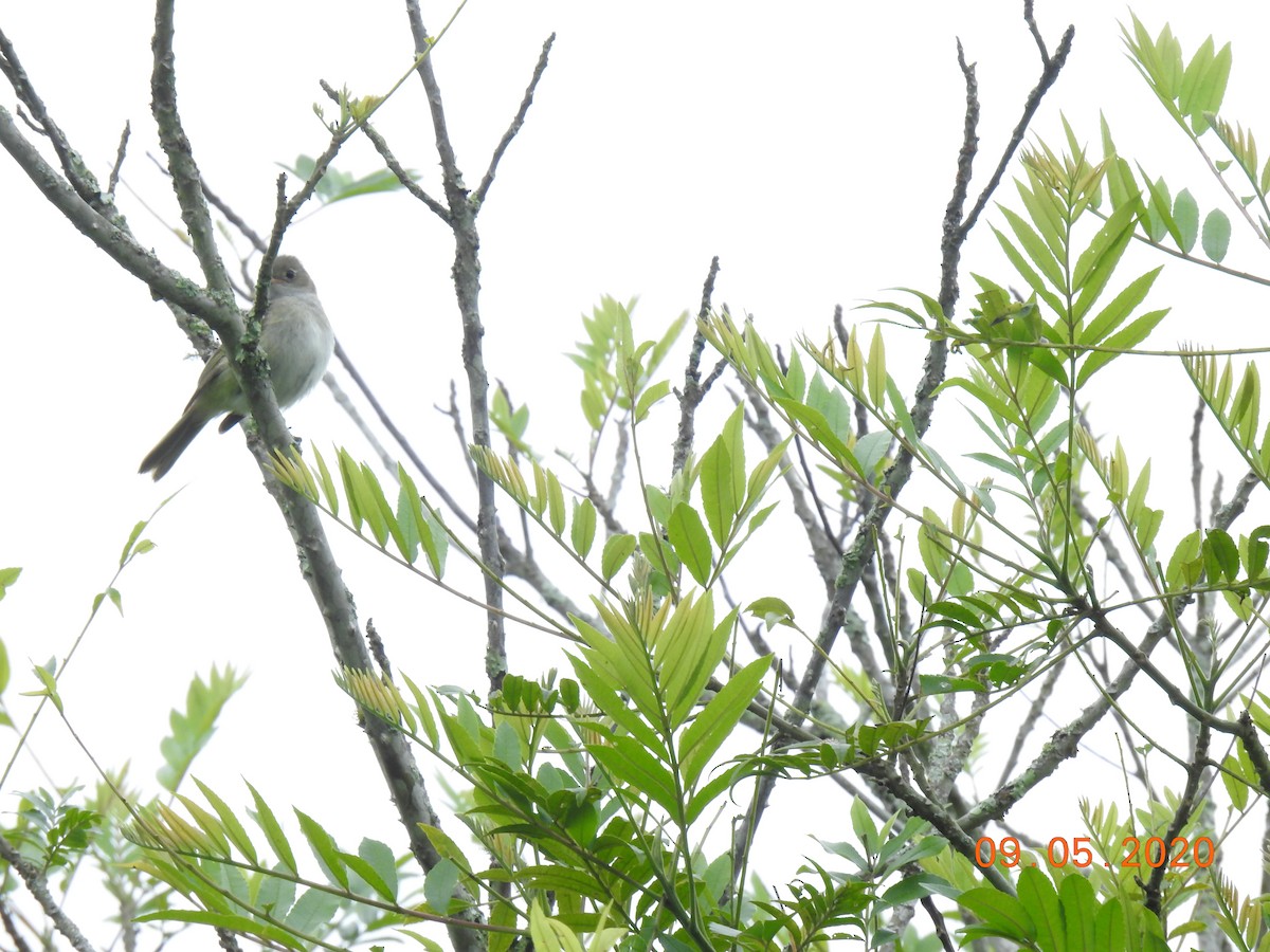 Small-billed Elaenia - María Cristina Trujillo Figueroa