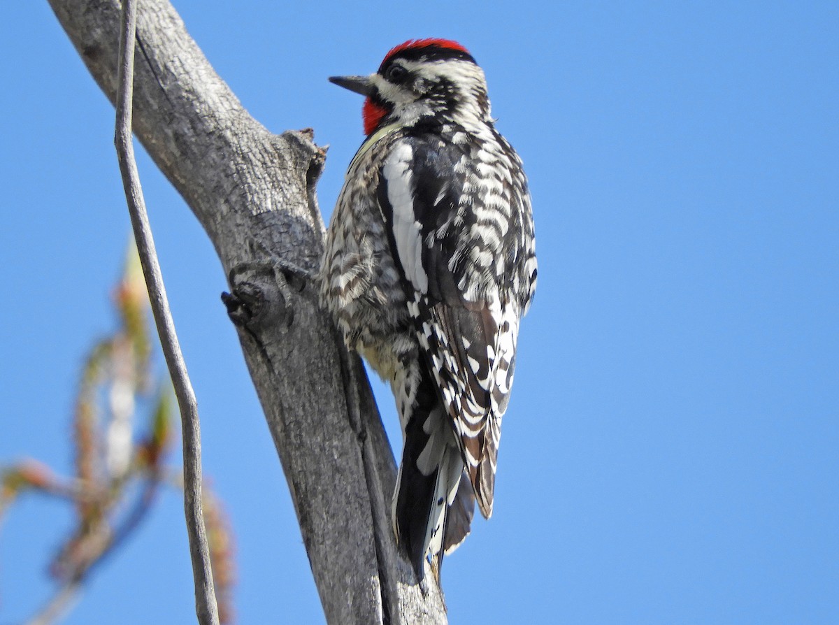 Yellow-bellied Sapsucker - Ray Wershler