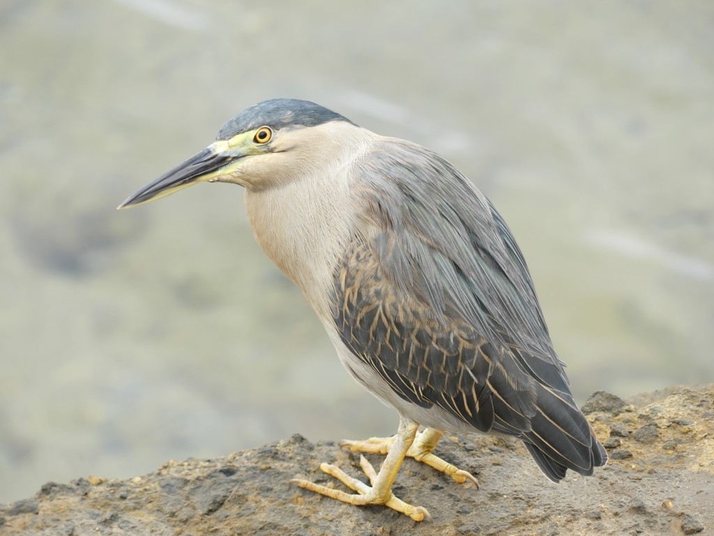 Striated Heron - Tommaso Renzulli