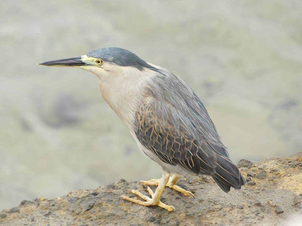 Striated Heron - ML234322091