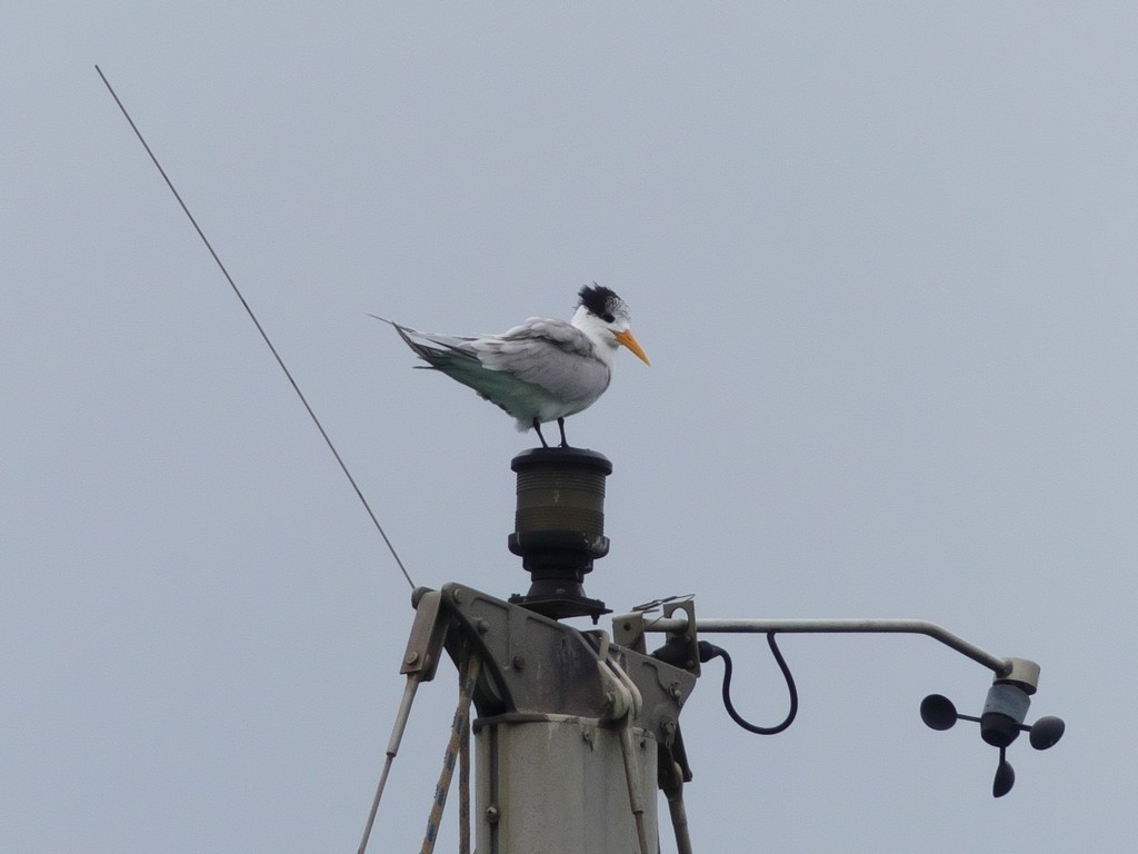 Lesser Crested Tern - ML234322231