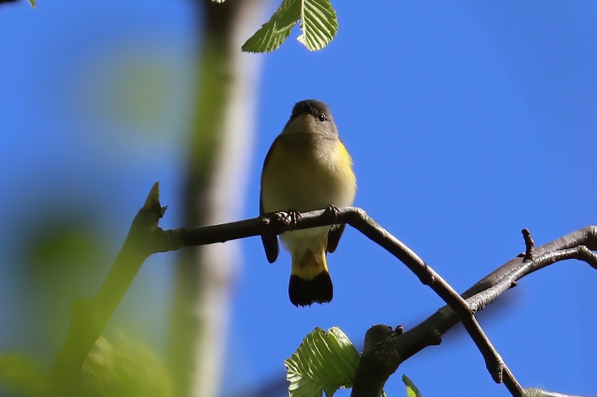 American Redstart - ML234326311