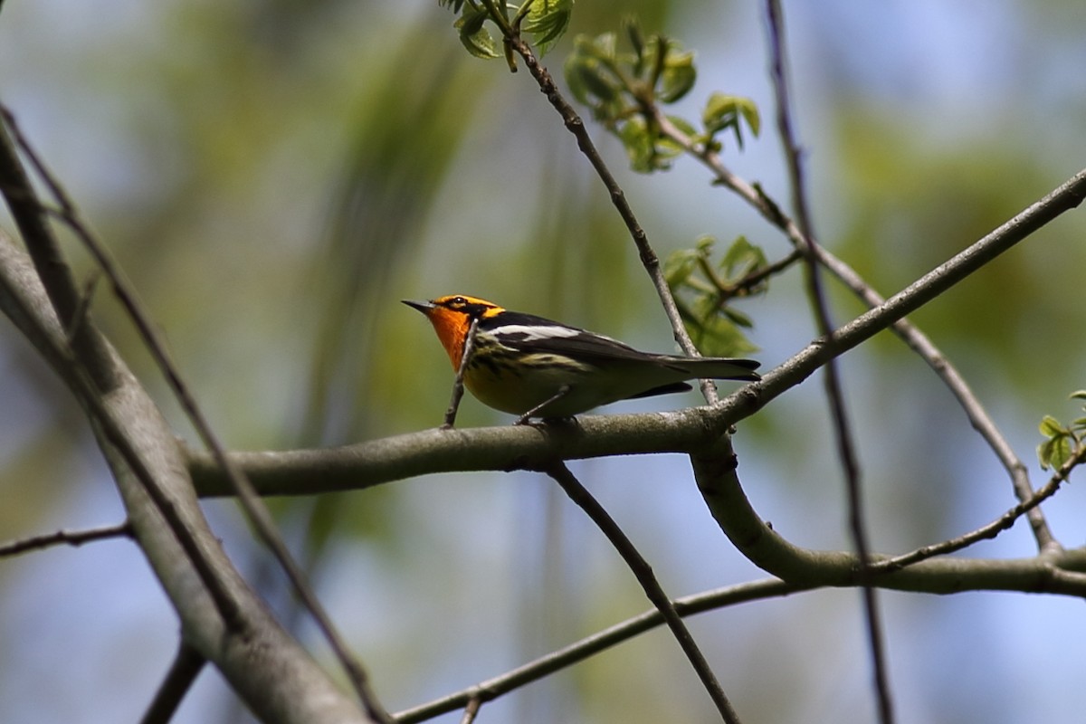 Blackburnian Warbler - ML234329321