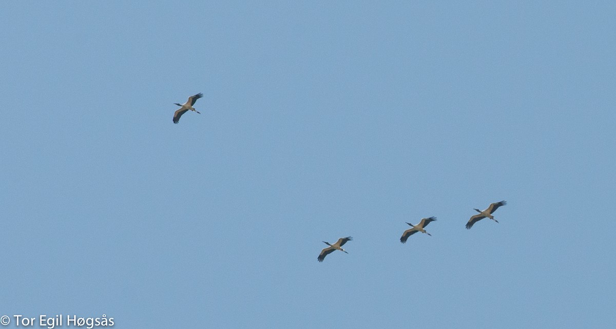 Wood Stork - ML23433011