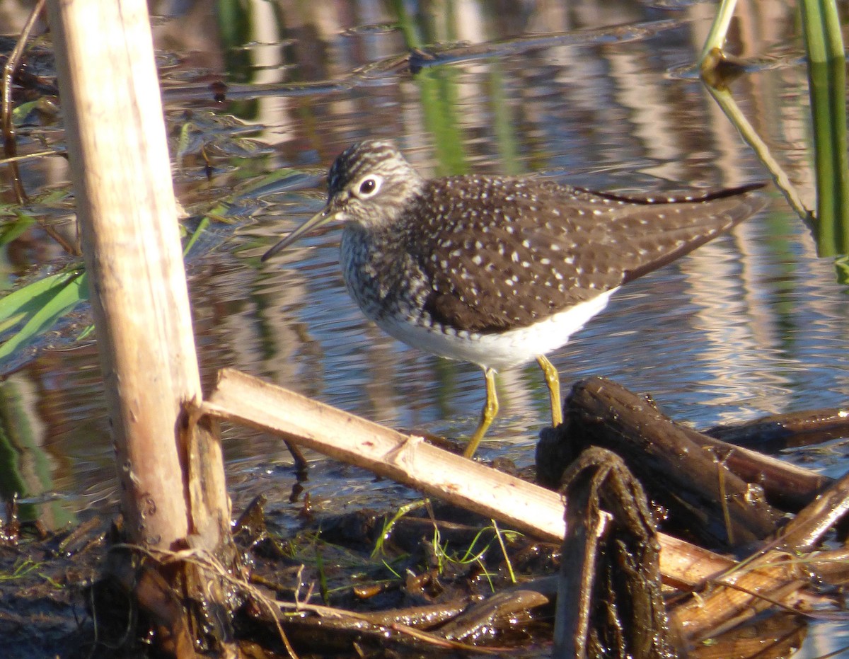 Solitary Sandpiper - Mary  McMahon