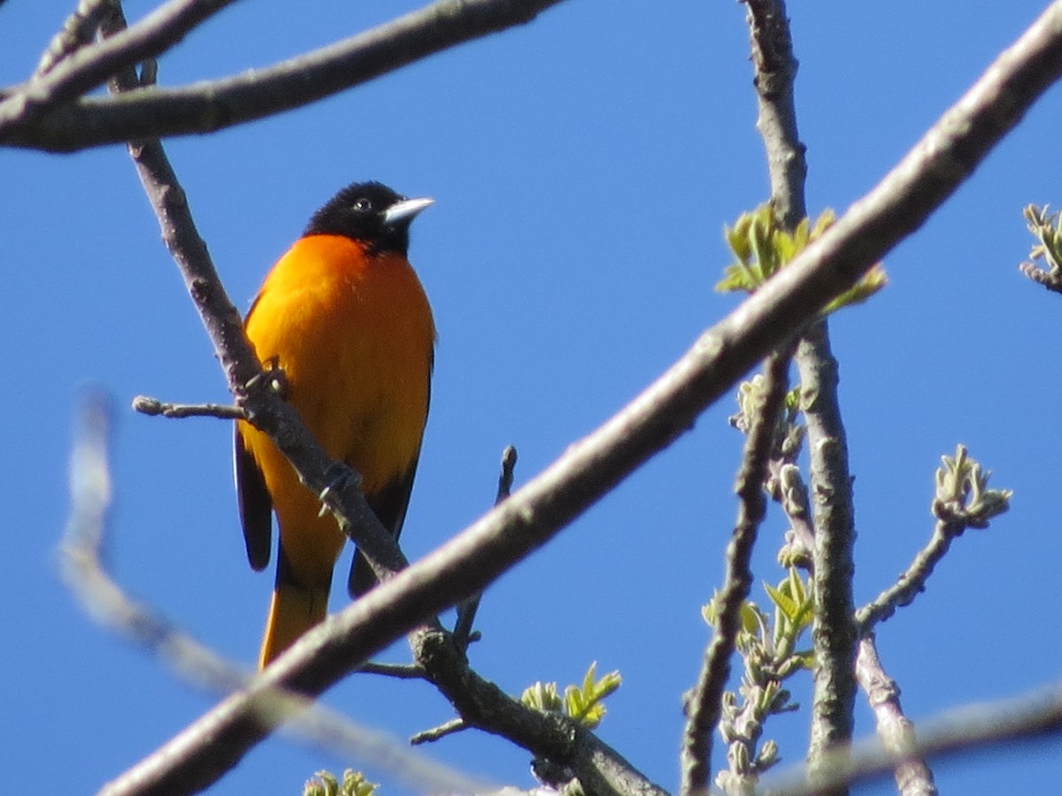 Baltimore Oriole - ML234332261