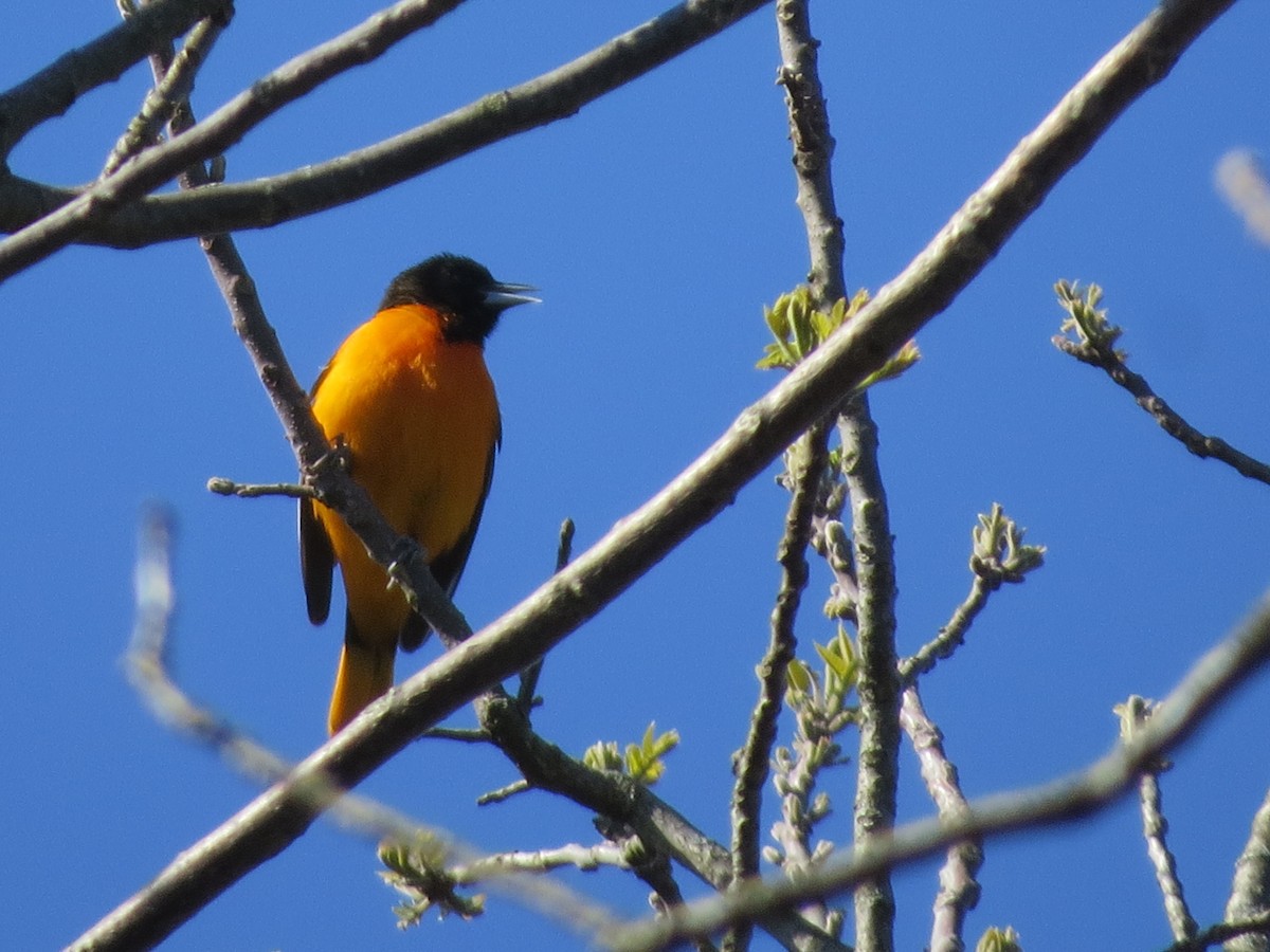 Baltimore Oriole - Ethan Maynard