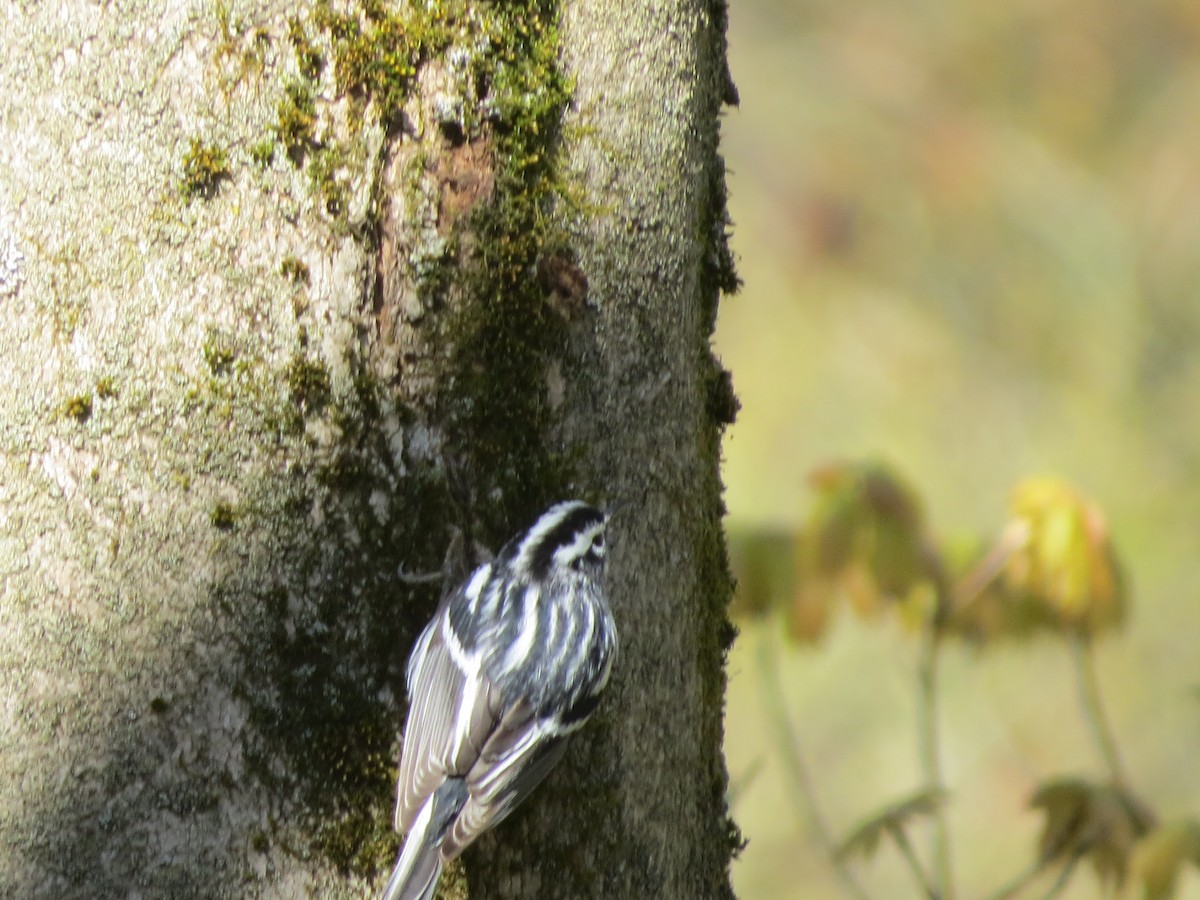 Black-and-white Warbler - ML234332561