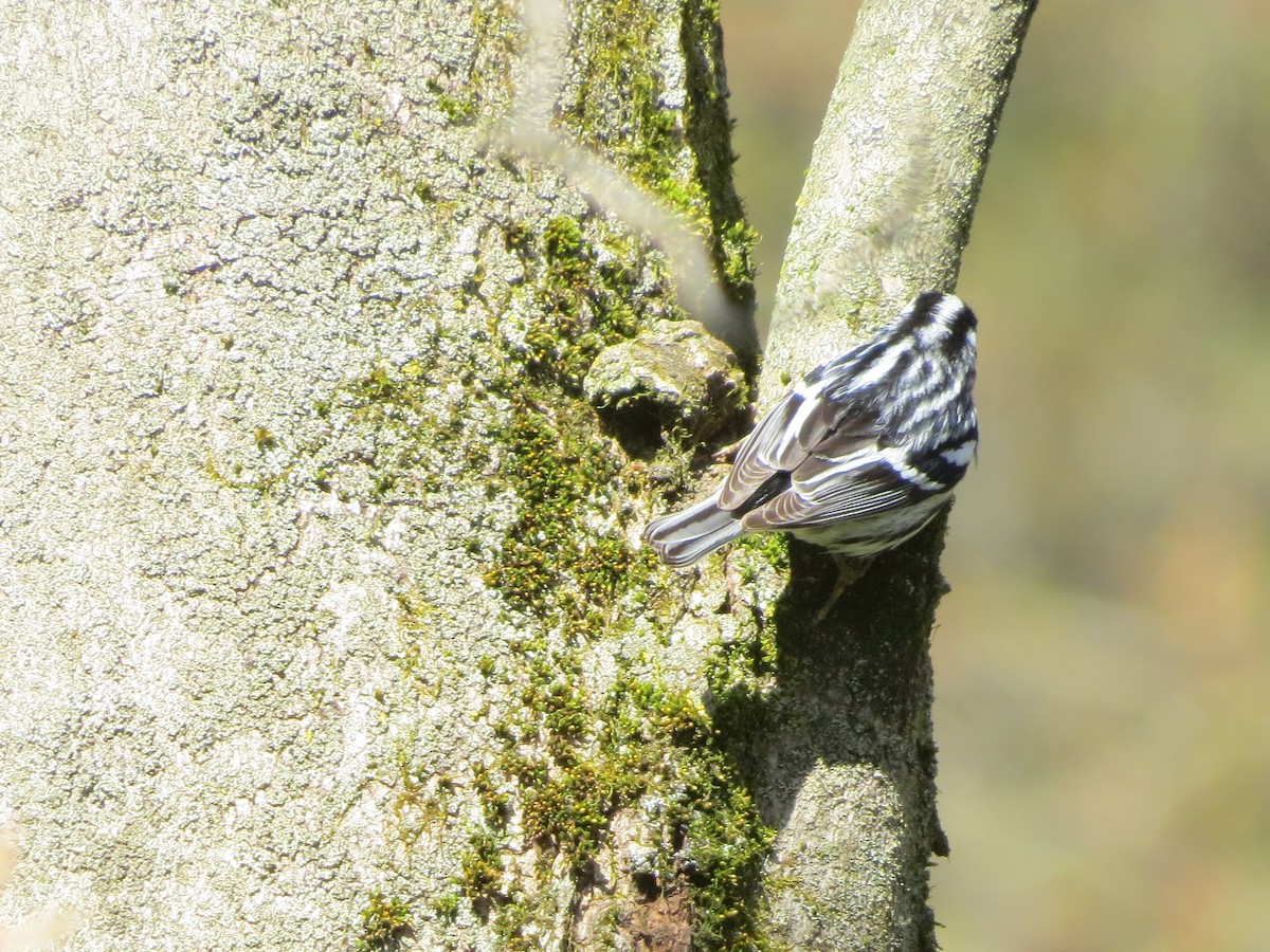 Black-and-white Warbler - ML234332571