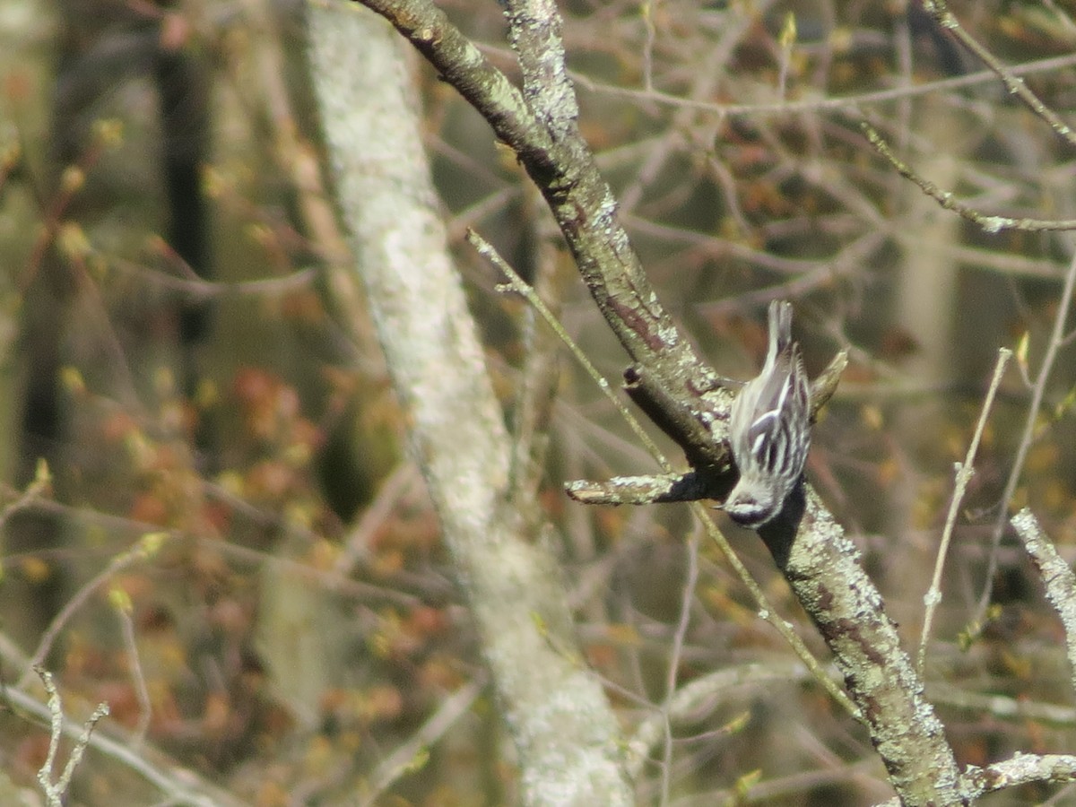 Black-and-white Warbler - ML234332611