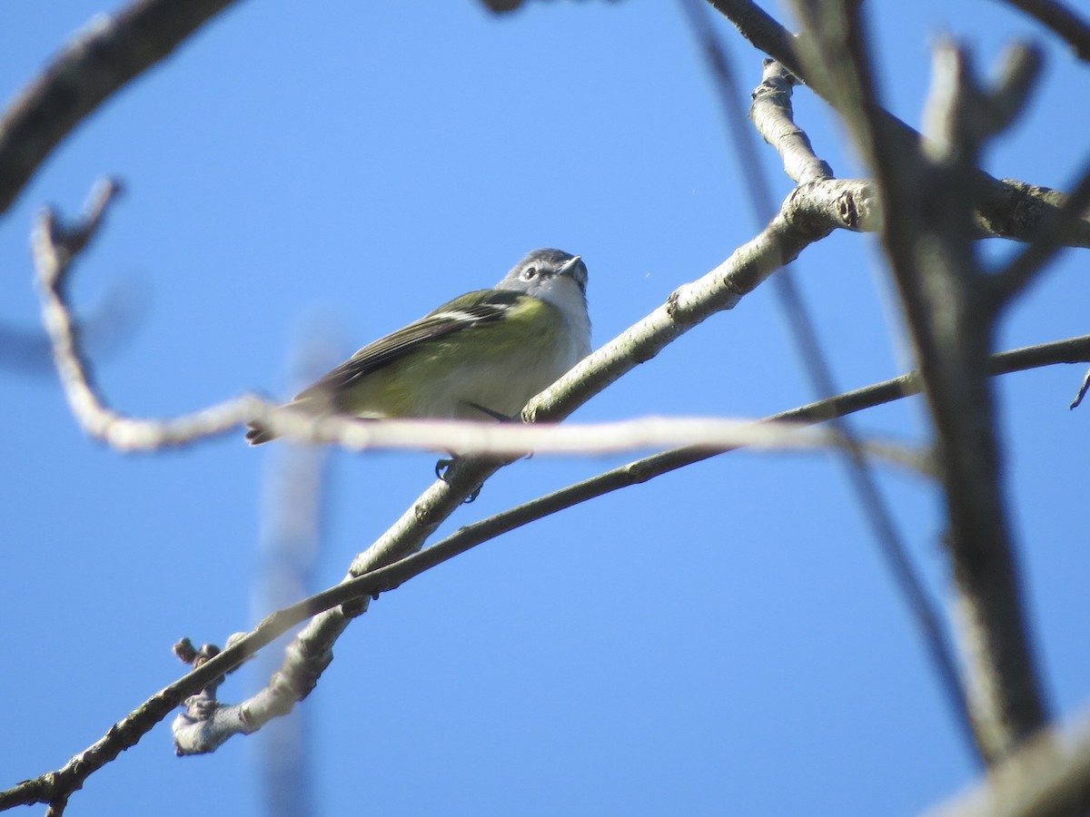 Mavi Başlı Vireo - ML234332811