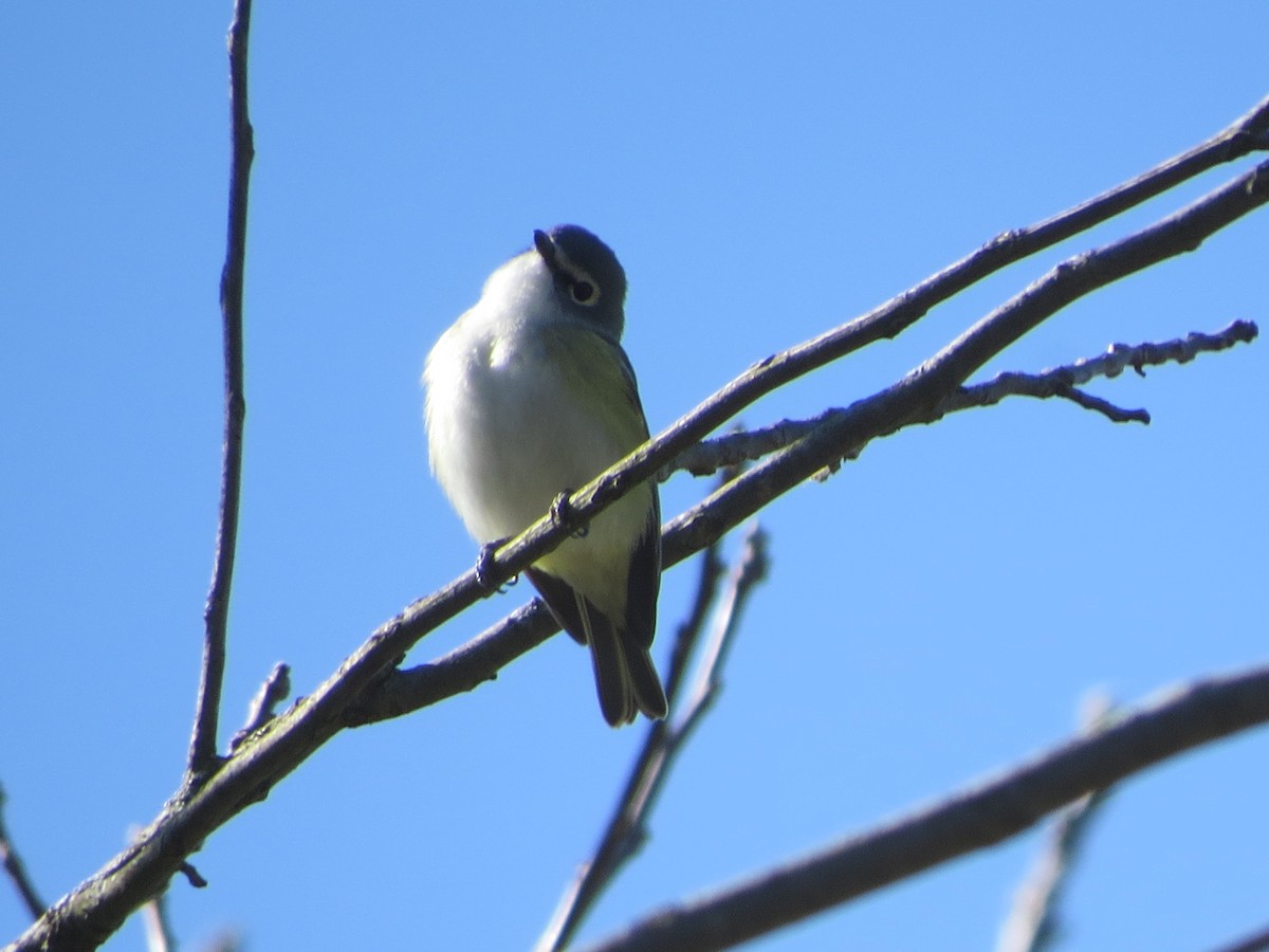 Graukopfvireo - ML234332841