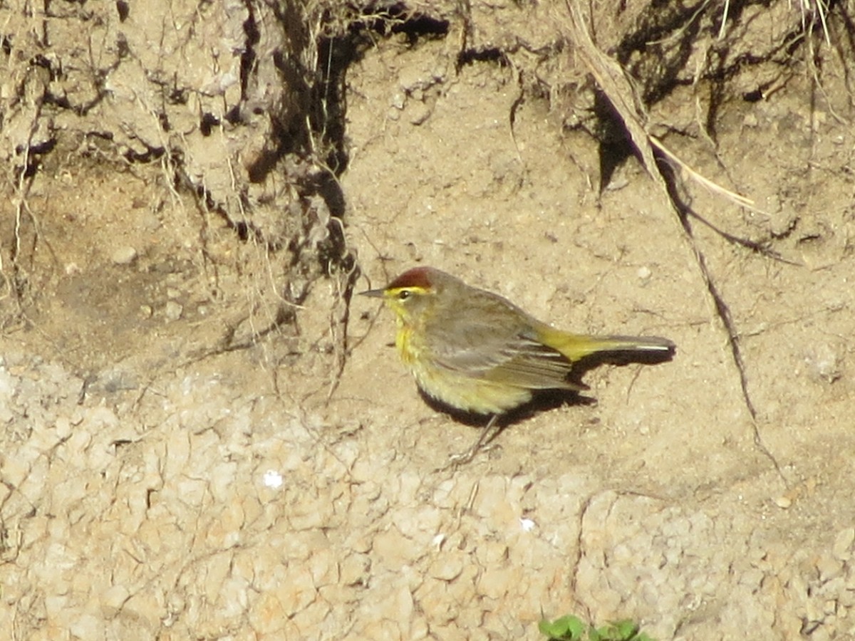 Palm Warbler - ML234333401