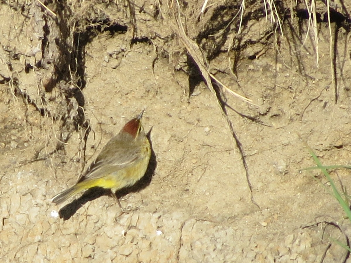 Palm Warbler - ML234333411