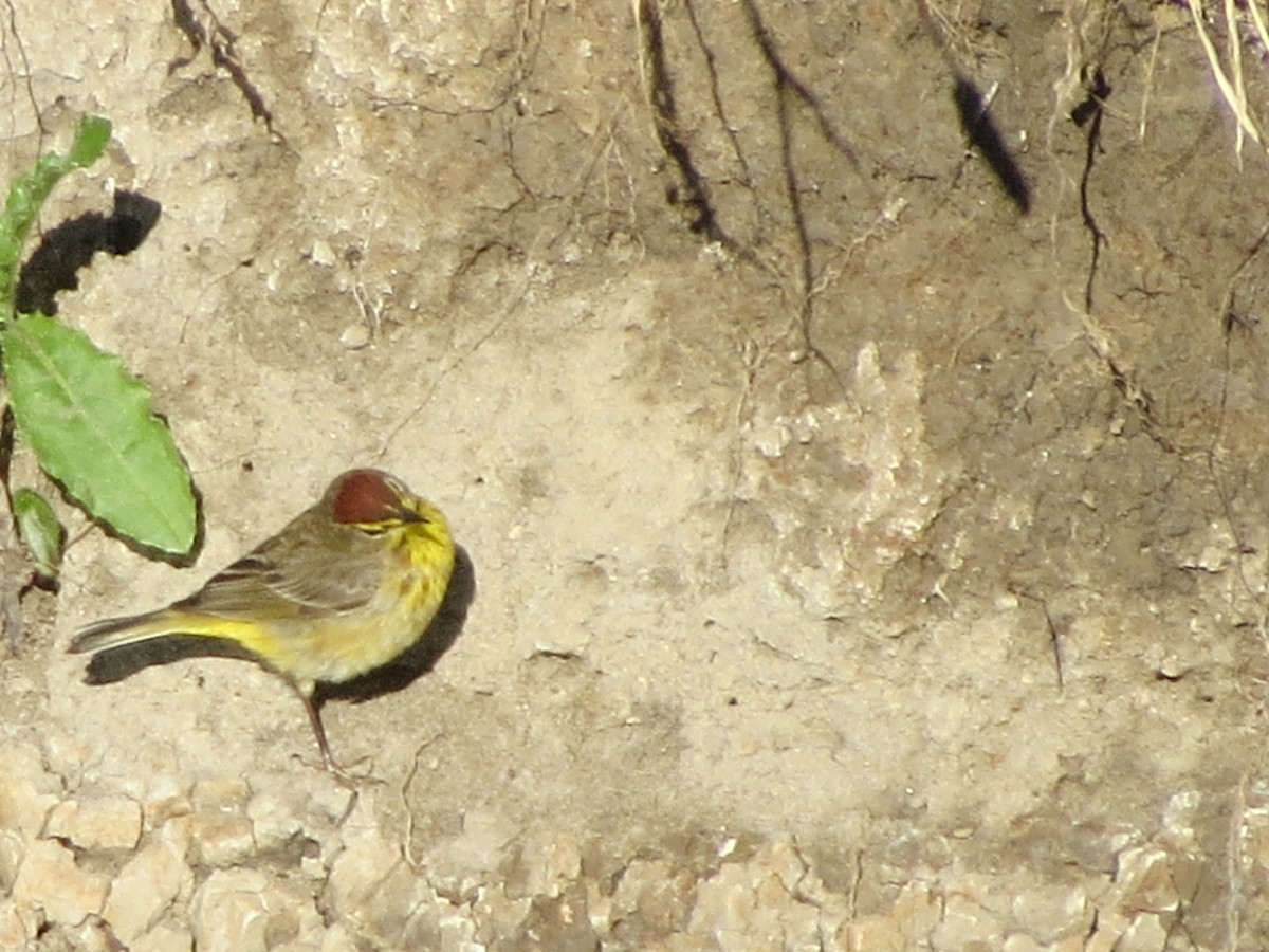 Palm Warbler - ML234333441