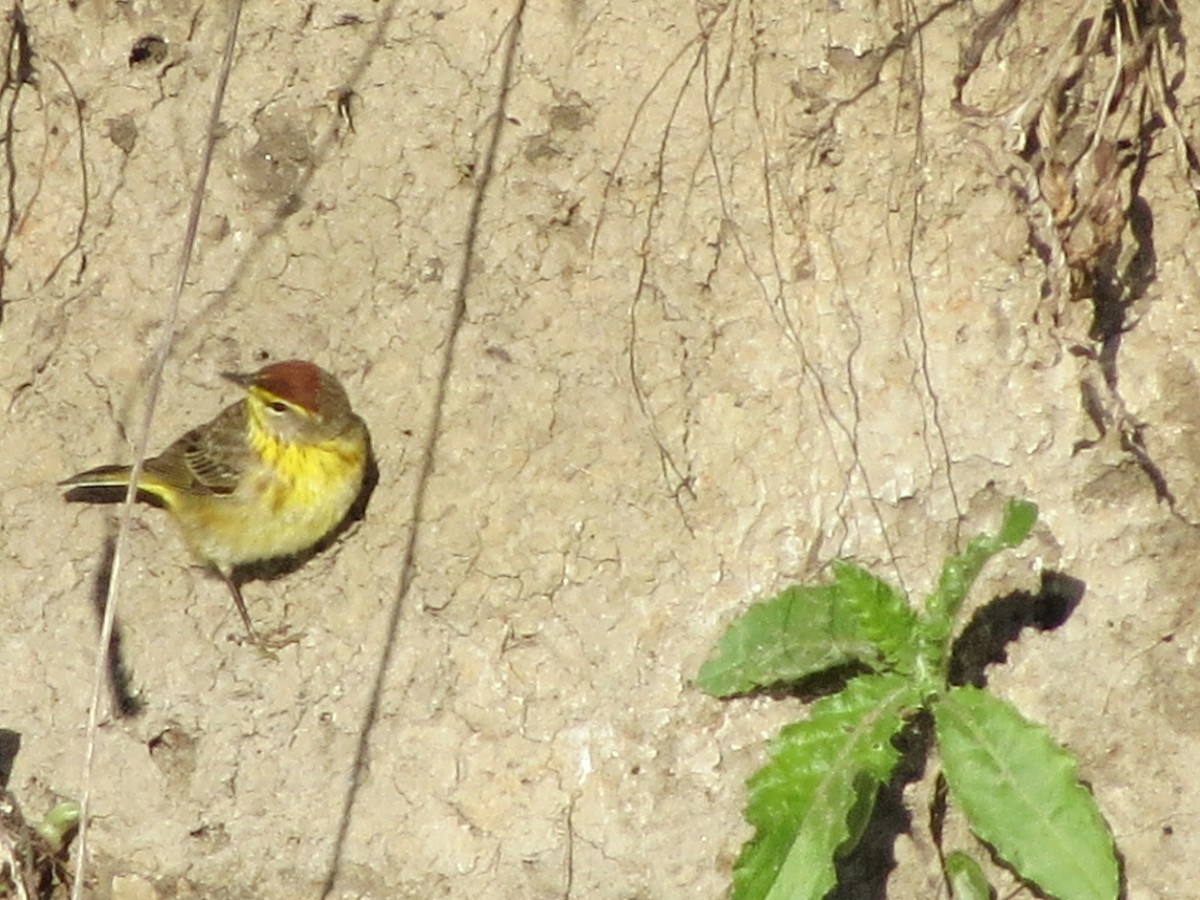 Palm Warbler - ML234333491