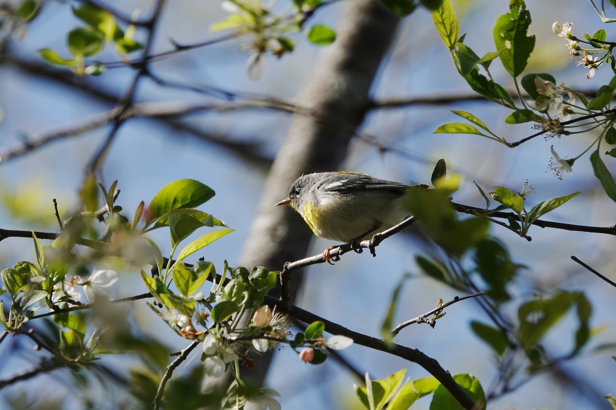 Northern Parula - ML234333711