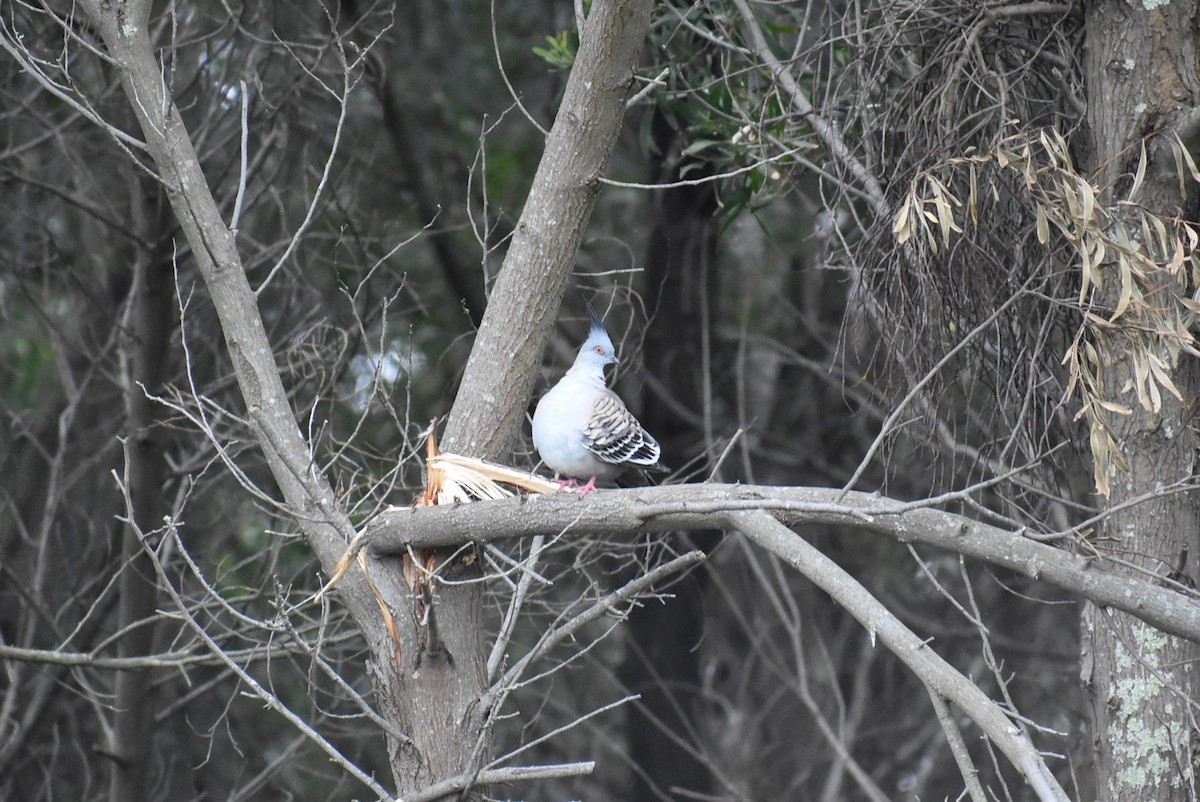 Crested Pigeon - ML234333881