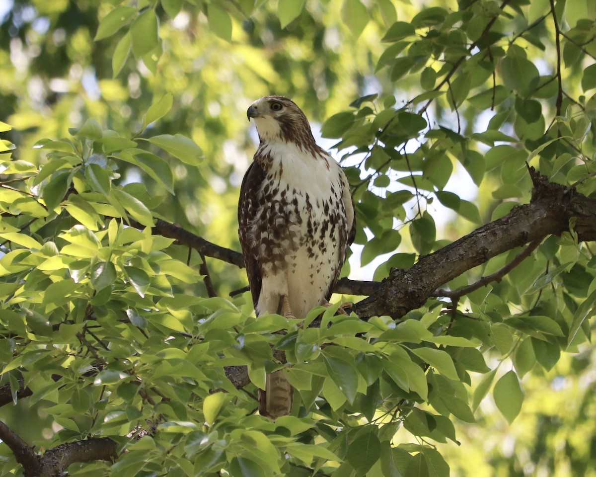 Red-tailed Hawk - ML234333891