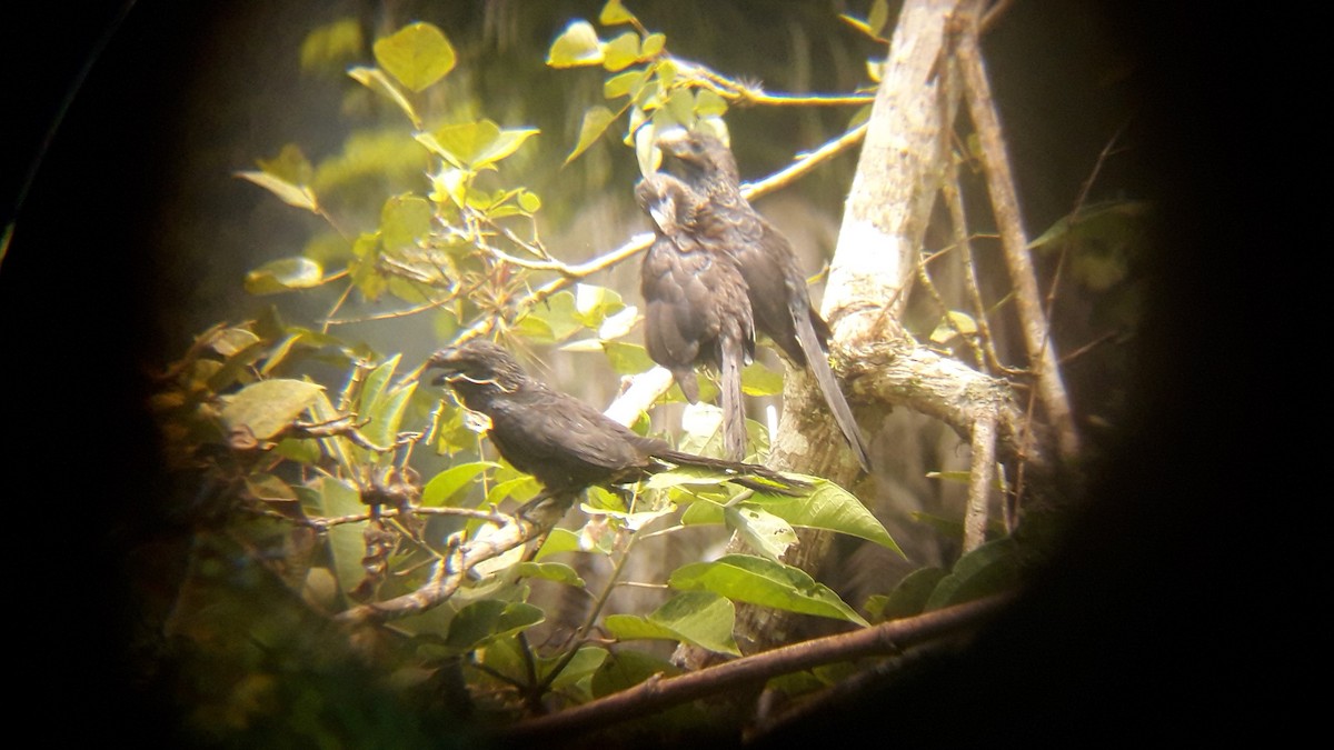 Groove-billed Ani - ML234333961