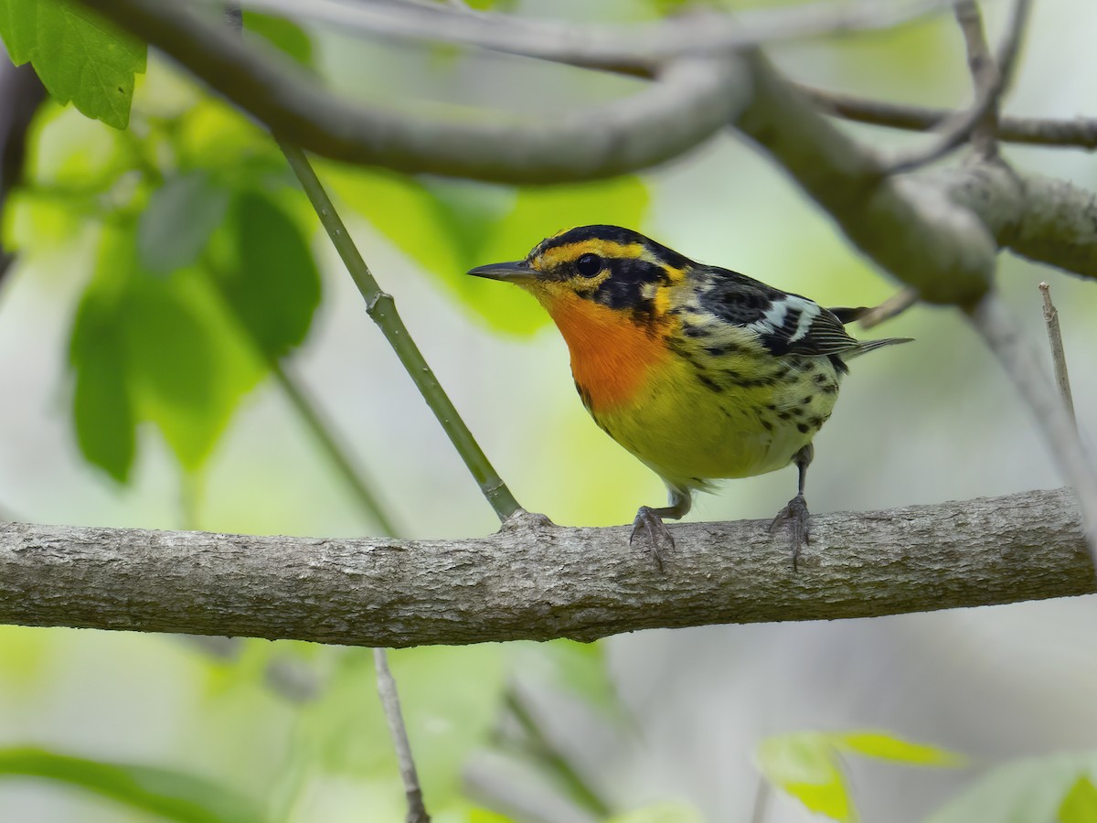 Blackburnian Warbler - ML234335761