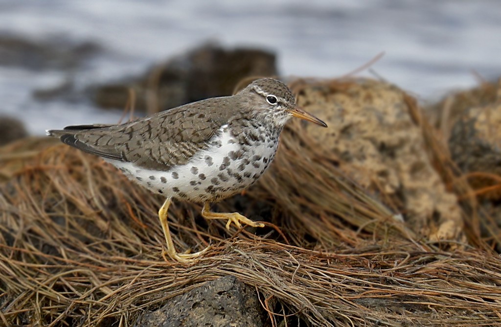 Spotted Sandpiper - Alex Máni Guðríðarsson