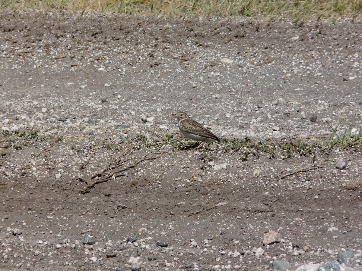 Hellmayr's Pipit - ML234342781