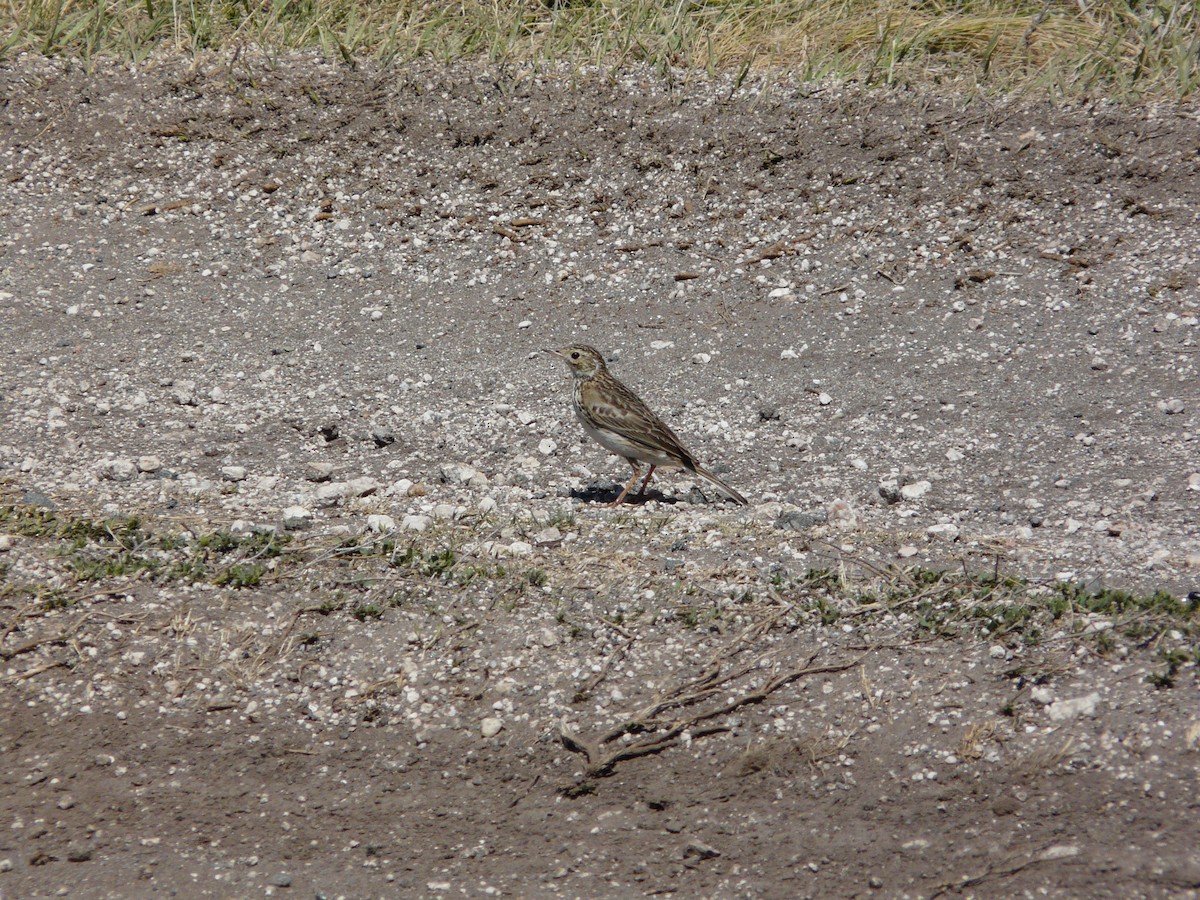 Hellmayr's Pipit - ML234342861