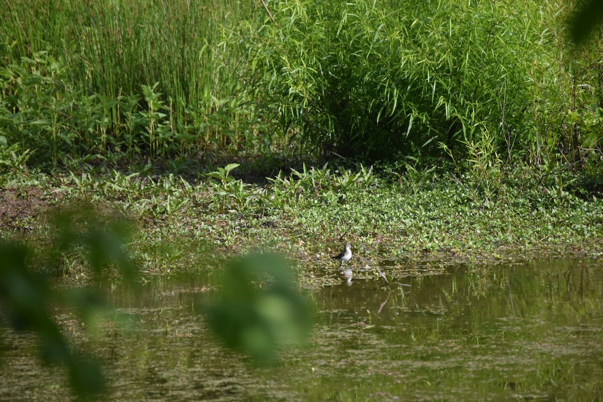 Solitary Sandpiper - ML234343401