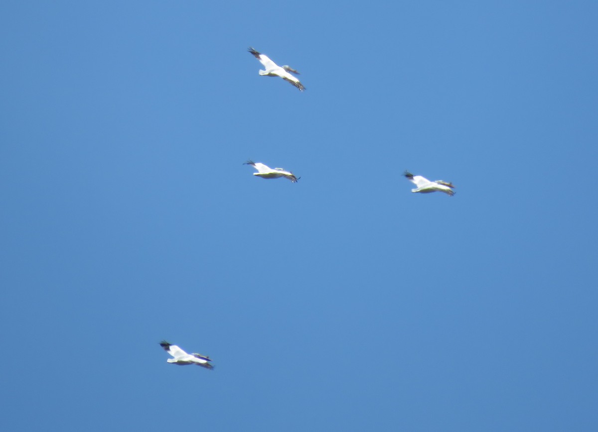 American White Pelican - ML234344921