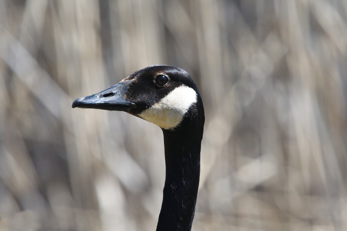 Canada Goose - ML234345041