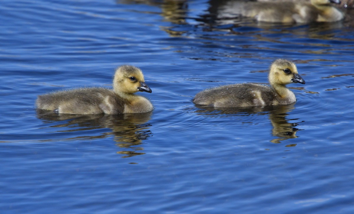 Canada Goose - ML234345071