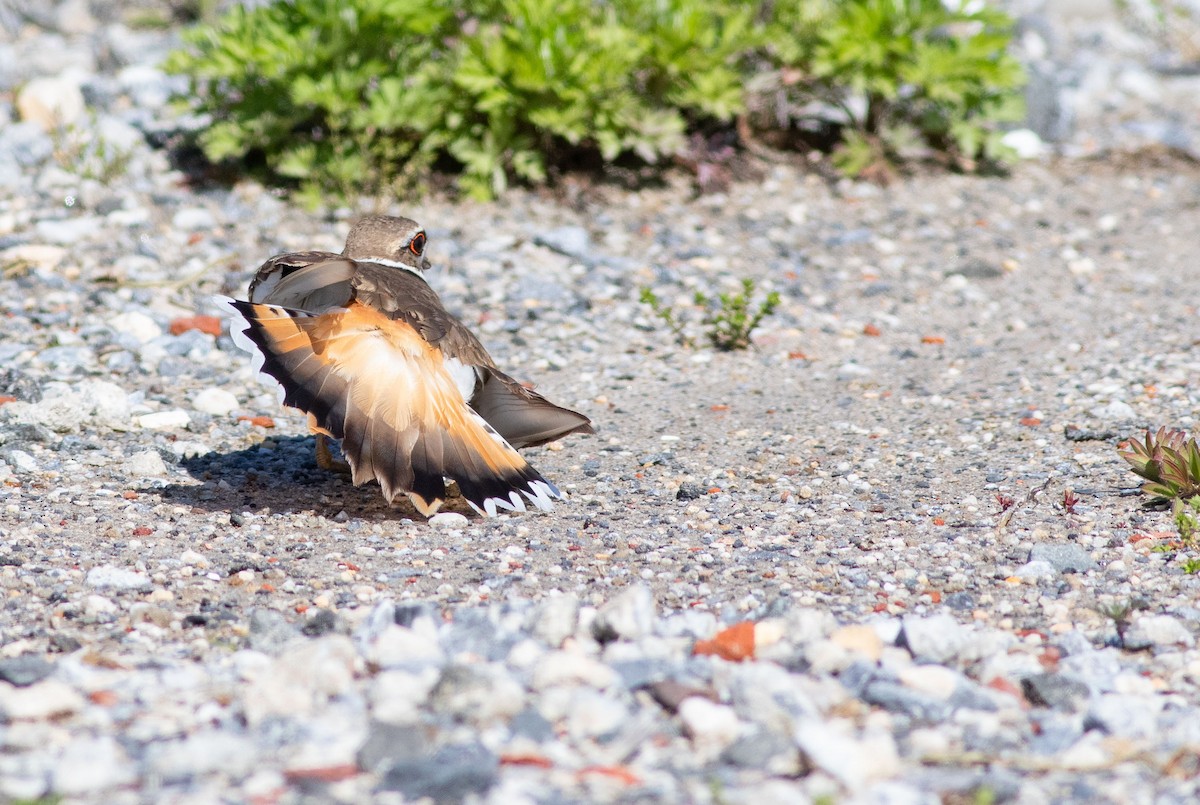 Killdeer - ML234345301