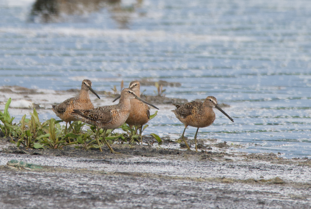 Long-billed Dowitcher - ML234345941