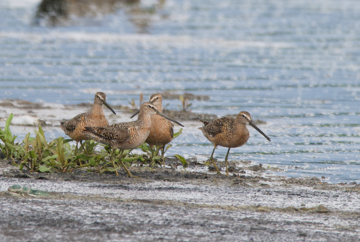 langnebbekkasinsnipe - ML234345941