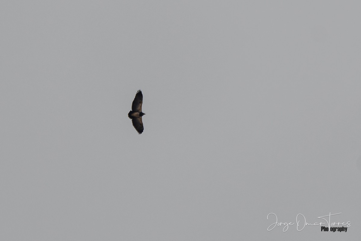 Black-chested Buzzard-Eagle - ML234347401