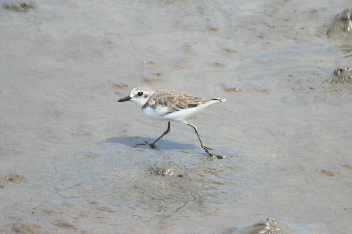 Greater Sand-Plover - ML234350901