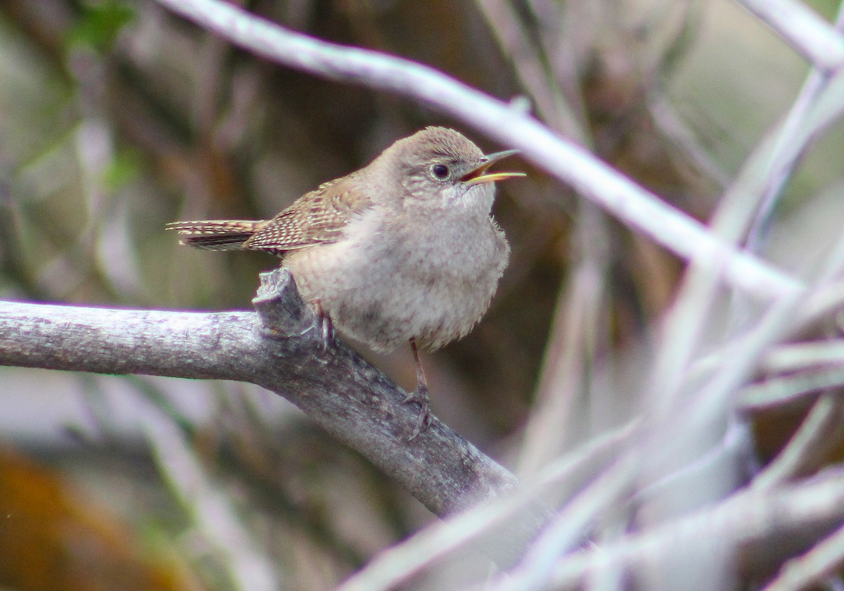 House Wren - ML234350991