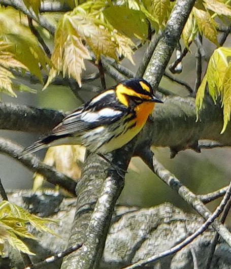 Blackburnian Warbler - ML234353051