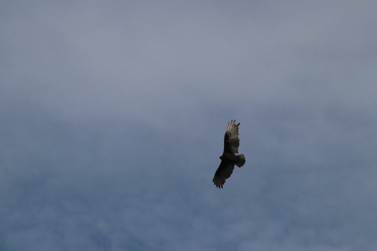 Turkey Vulture - ML234354371