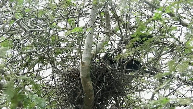 Groove-billed Ani - ML234358151