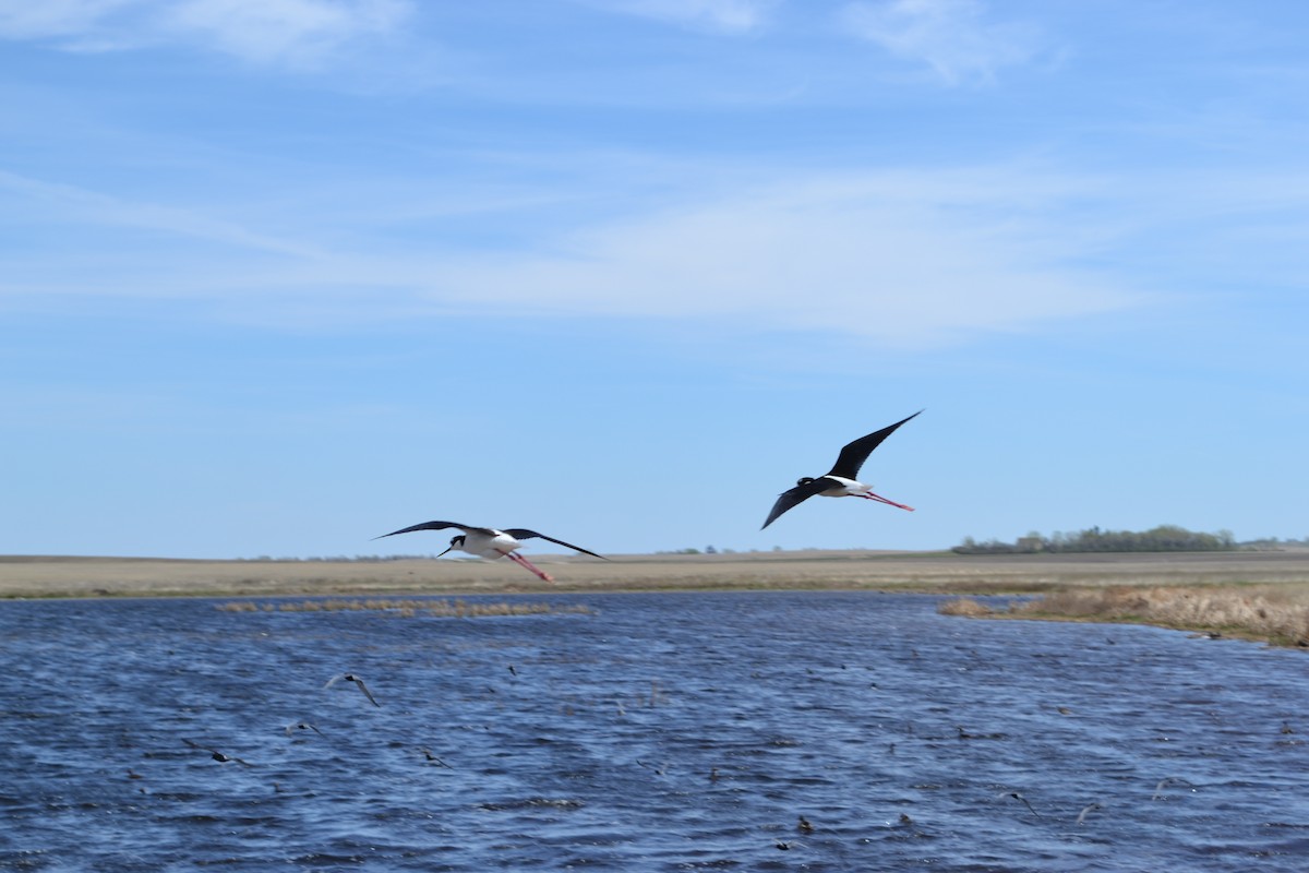 Black-necked Stilt - ML23435901