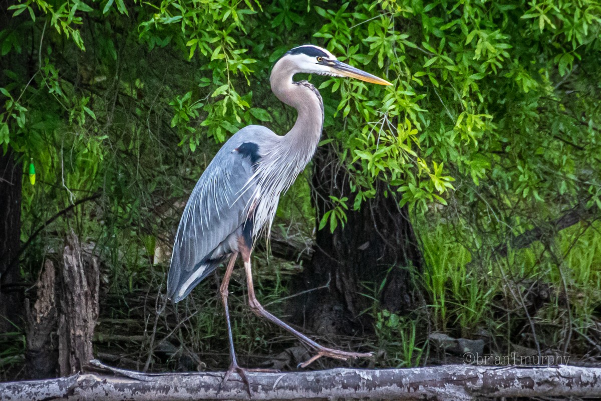 Great Blue Heron - ML234360801