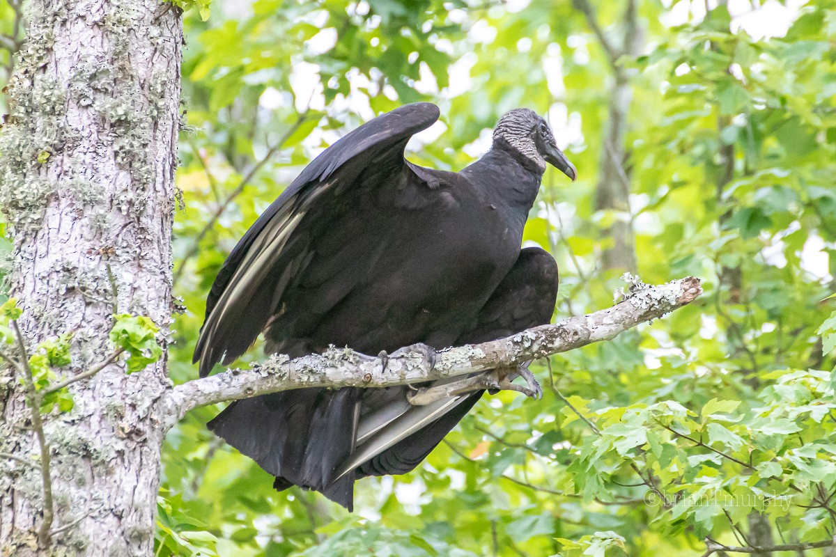Black Vulture - ML234360911