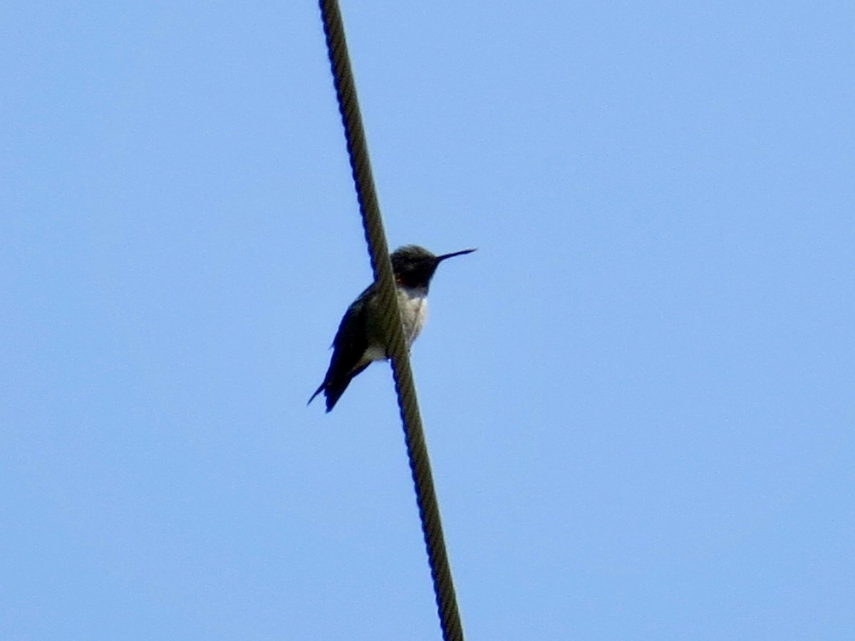 Ruby-throated Hummingbird - ML234362101