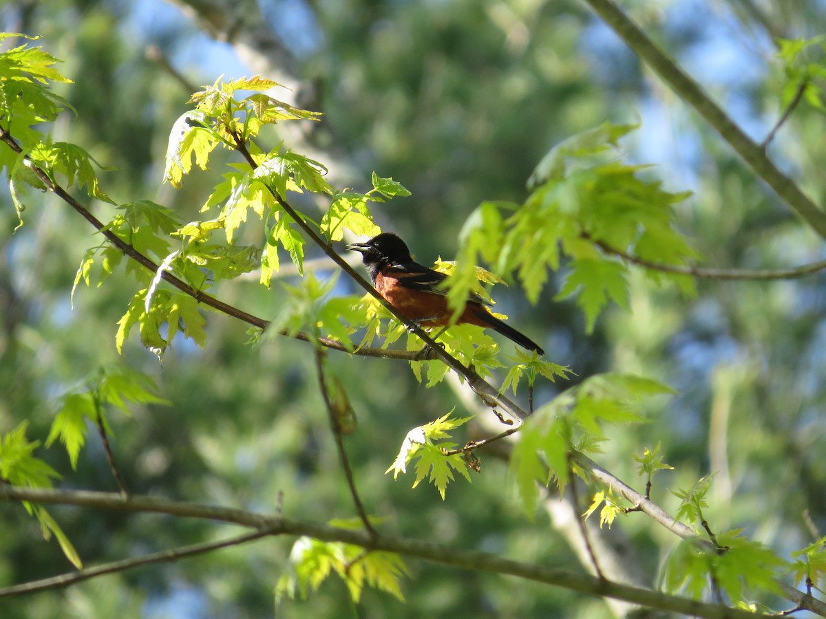 Orchard Oriole - ML234363881